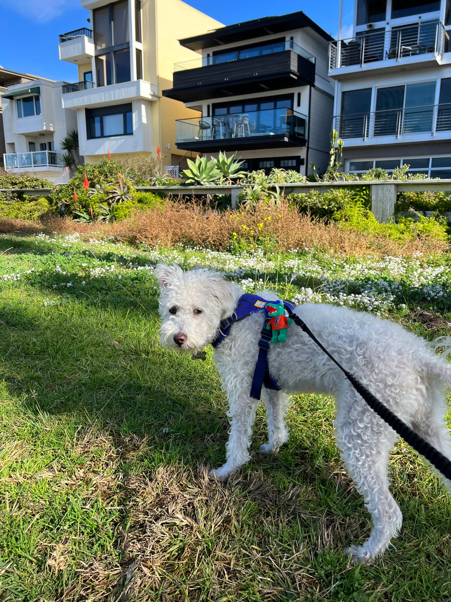 University of Florida Kids' Light-Ups